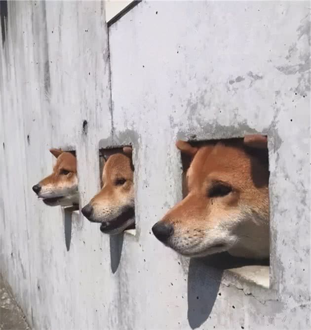 三只可爱柴犬洞口讨食，游客本想投食，看到墙上的贴纸转身就走