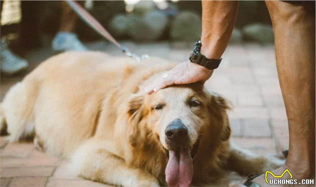 搜索不是警犬才有的技能，你的狗狗也可以，教你训练狗狗找物