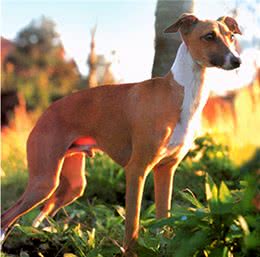 意大利灵缇犬(ItalianGreyhound)