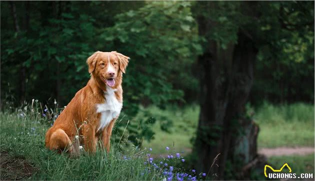 世界上名贵犬种清单（二）