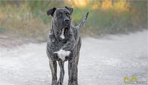 世界上名贵犬种清单（二）