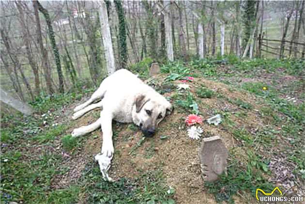 忠犬用余生为已故主人守墓，每日风雨无阻登山，只为报养育之恩