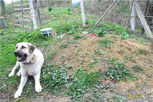 忠犬用余生为已故主人守墓，每日风雨无阻登山，只为报养育之恩