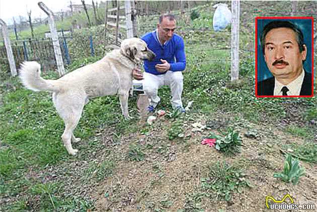 忠犬用余生为已故主人守墓，每日风雨无阻登山，只为报养育之恩