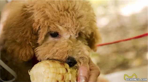 贵宾犬一天喂多少狗粮？附狗粮喂食标准