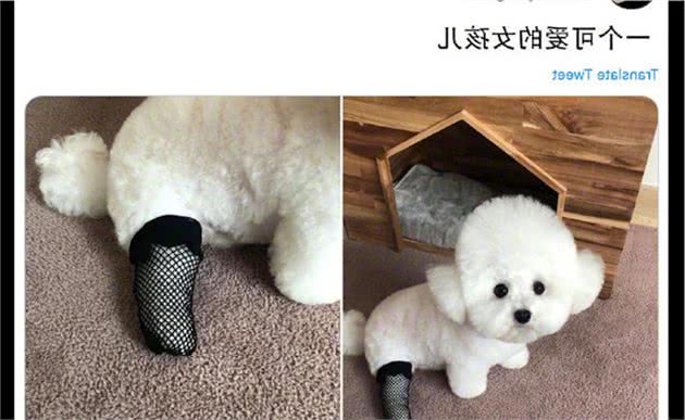 主人把不要的丝袜给狗狗穿上,它显得性感又不失优雅,爱了爱了