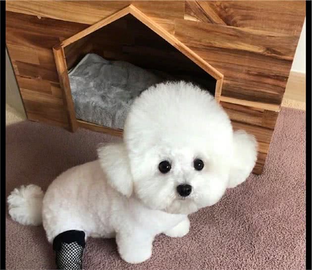 主人把不要的丝袜给狗狗穿上,它显得性感又不失优雅,爱了爱了