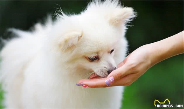 幼犬做好这几步，护食烦恼远离你