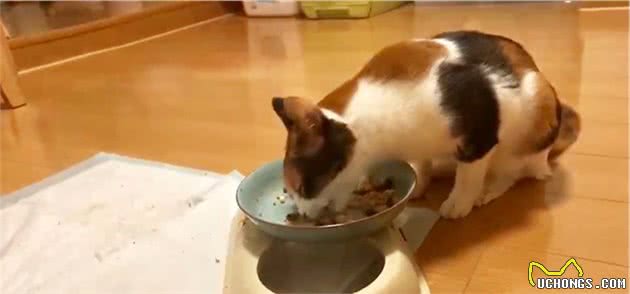 猫咪能大量吃狗粮吗？原因是什么？这些猫咪的理想食物你得知道