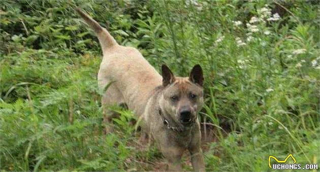 箭毛犬—被埋没的猎犬之王