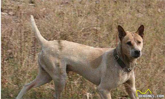 箭毛犬—被埋没的猎犬之王