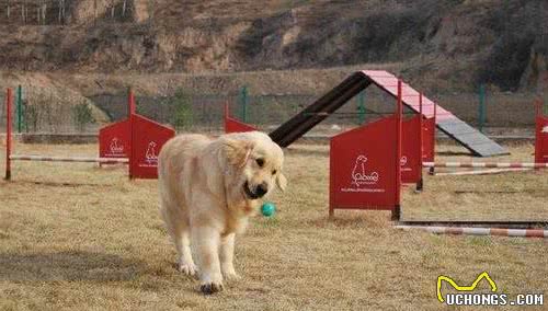 训练家养宠物犬的时候，如何解决狗狗对手里食物的依赖？