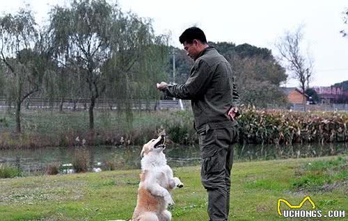 训练家养宠物犬的时候，如何解决狗狗对手里食物的依赖？