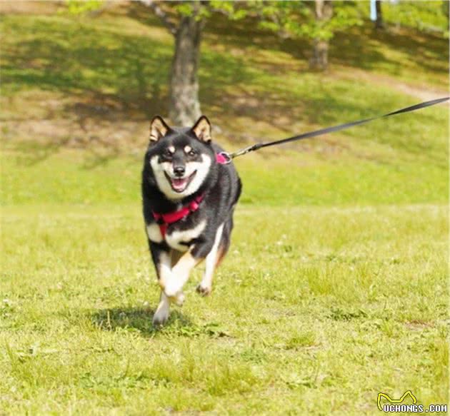 想买柴犬不会挑选？我来帮您挑选纯种柴犬