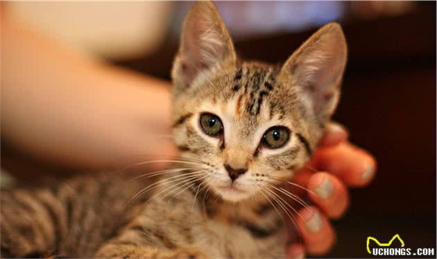 猫咪总是喂不饱？5个小诀窍拖延“饥饿感”，铲屎官学起来