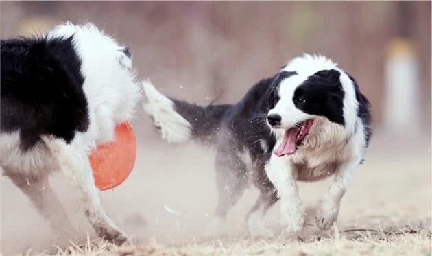 养“边境牧羊犬”的5大坏处，看完你还敢养吗？