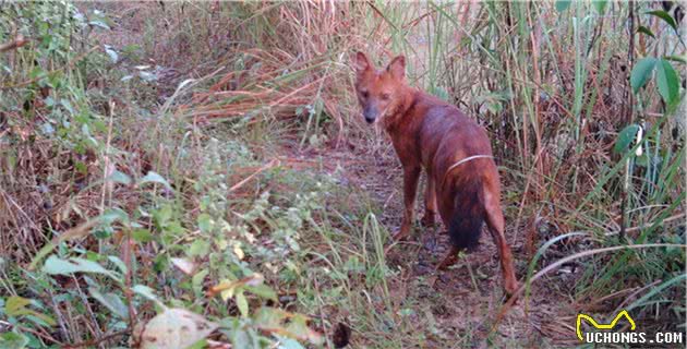 在犬科家族里，它们“奸名”远播，体型小却能让老虎都害怕