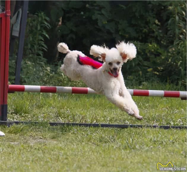 女生养贵宾犬，推荐养公的，有这几个好处