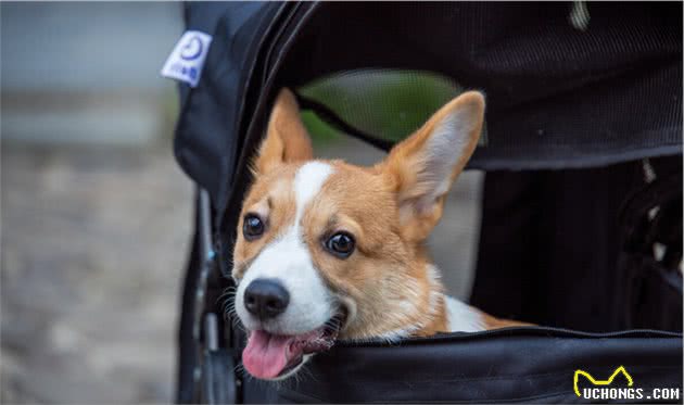 让伊丽莎白女王都爱不释手的柯基犬有什么优缺点？新手注意事项