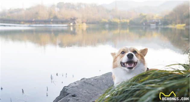 让伊丽莎白女王都爱不释手的柯基犬有什么优缺点？新手注意事项