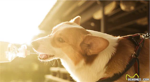 让伊丽莎白女王都爱不释手的柯基犬有什么优缺点？新手注意事项