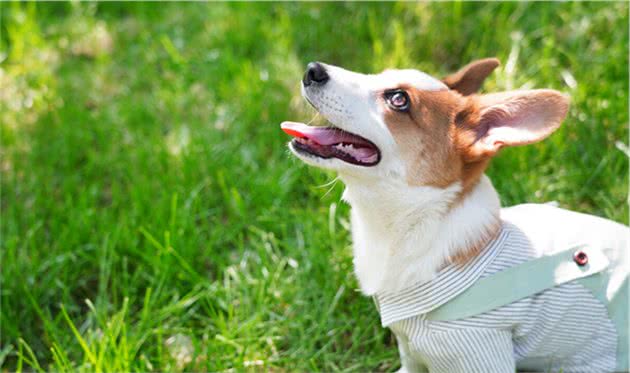 让伊丽莎白女王都爱不释手的柯基犬有什么优缺点？新手注意事项