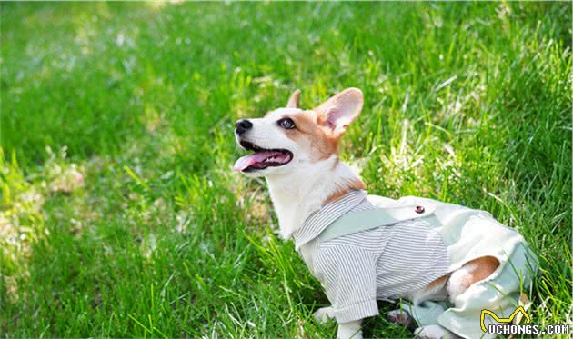 让伊丽莎白女王都爱不释手的柯基犬有什么优缺点？新手注意事项