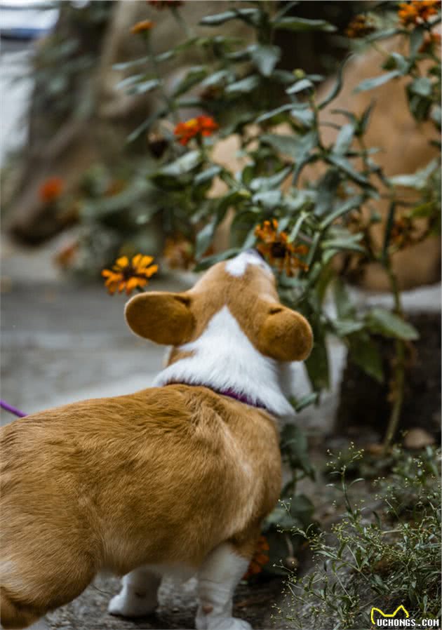 让伊丽莎白女王都爱不释手的柯基犬有什么优缺点？新手注意事项