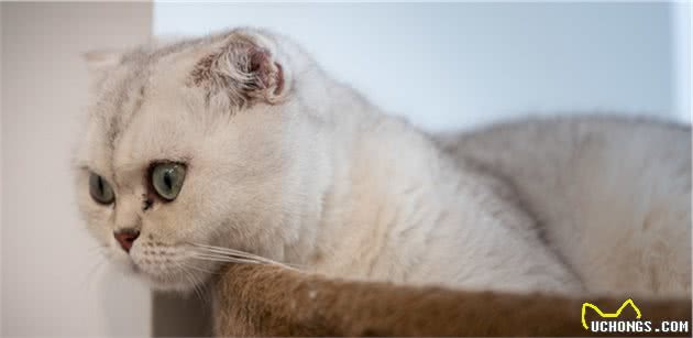 猫咪到处尿尿，有可能是缺乏膀胱控制导致的尿失禁，原因你要知道