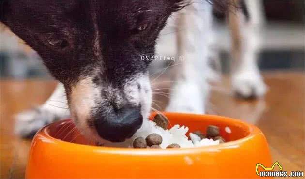 狗狗能喝啤酒吗？狗可以（不能）吃的30种食物（中）