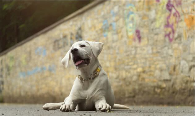 养了这种犬，说明你很有眼光