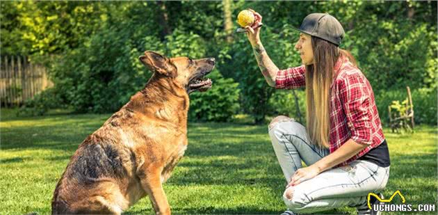 养狗堪比养孩子，都是第一次做主人，但训犬师这8个建议能帮你