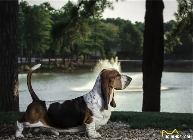 点指名犬—迷人的“大耳朵”，巴塞特猎犬