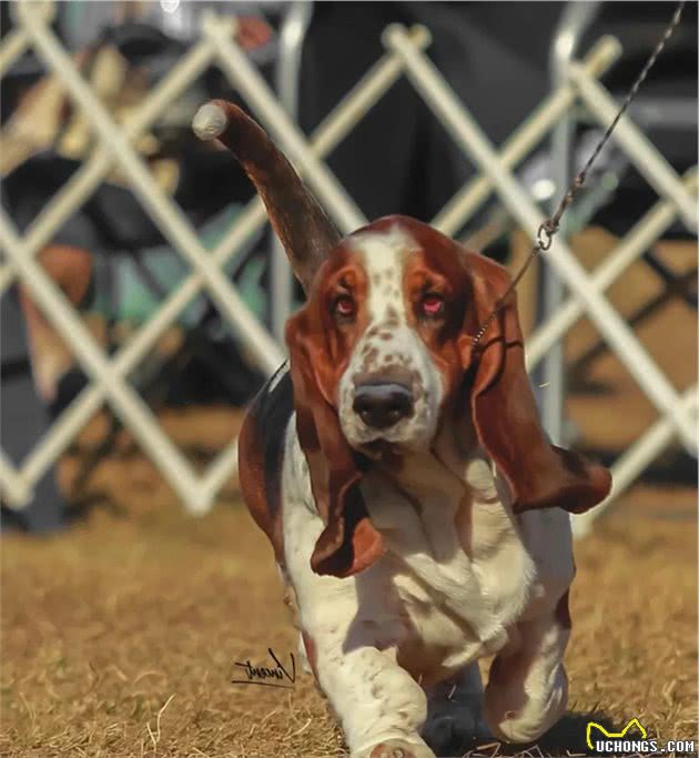 点指名犬—迷人的“大耳朵”，巴塞特猎犬