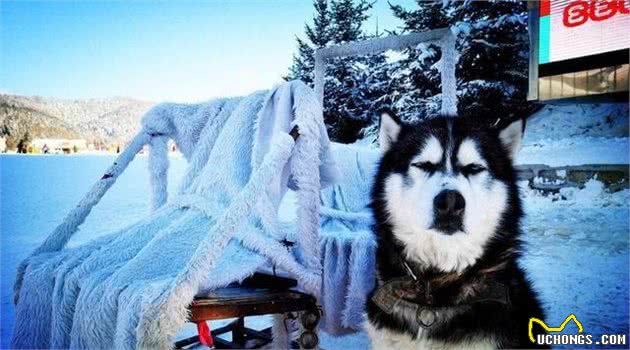 养阿拉斯加犬的6大好处，看完没理由拒绝