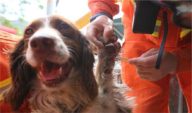 废墟中的搜救犬！脚都烂了却还不肯休息，获救者见后忍不住落泪