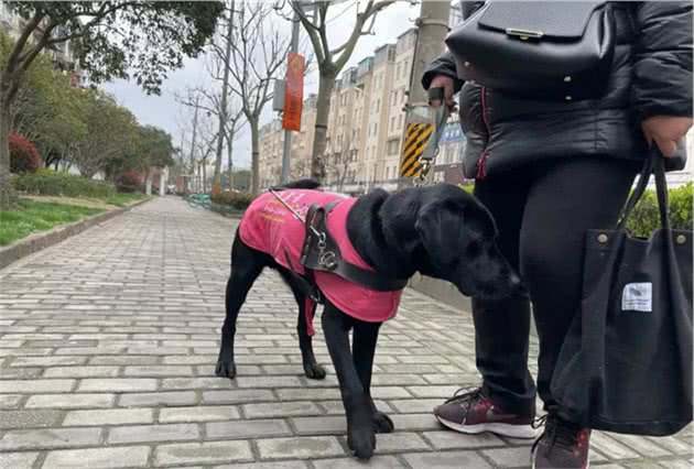 导盲犬不能在小区排尿？视障阿姨哭诉，邻居烦恼！总算有办法了