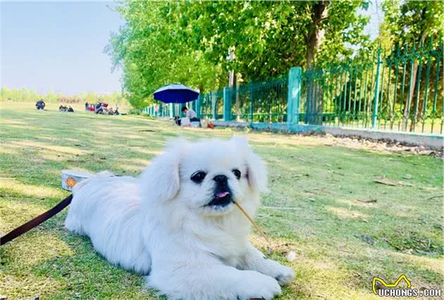 最凶猛的中小型犬，别惹它们，看到最好绕路走