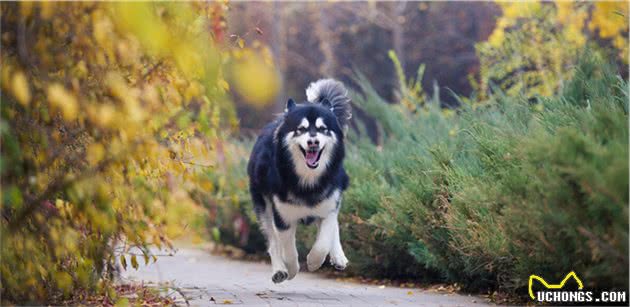 要怎么正确遛狗？特别是遛大型犬阿拉斯加，真的是分分钟起飞