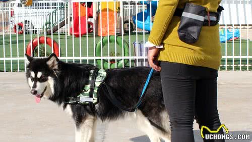 要怎么正确遛狗？特别是遛大型犬阿拉斯加，真的是分分钟起飞