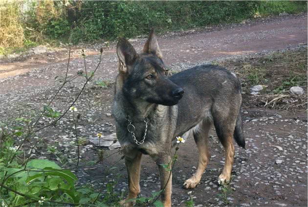 在农村生活养这几种犬！可让你的家庭高枕无忧