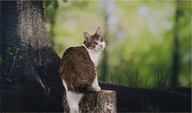 寺庙之猫与屋上之猫，相同的“招财猫”在中日两国不同的发展历史