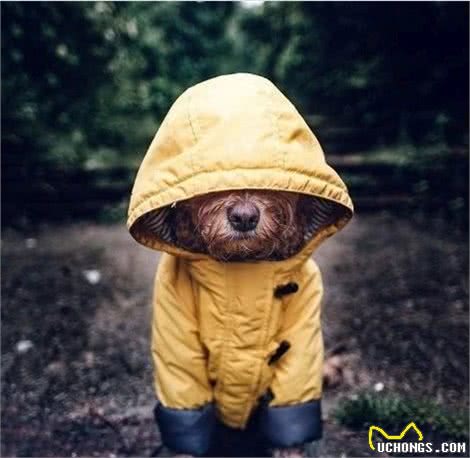 “超模”贵宾犬天生自带镜头感，黄雨衣造型酷范十足