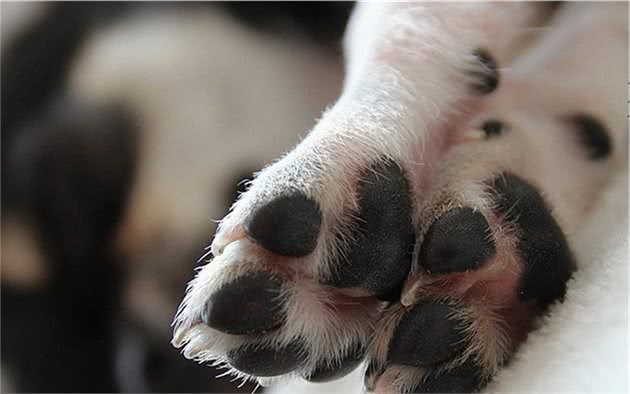 辟谣,狗狗舔爪不是在学猫咪洗脚,主人要小心狗子得了“脚气”
