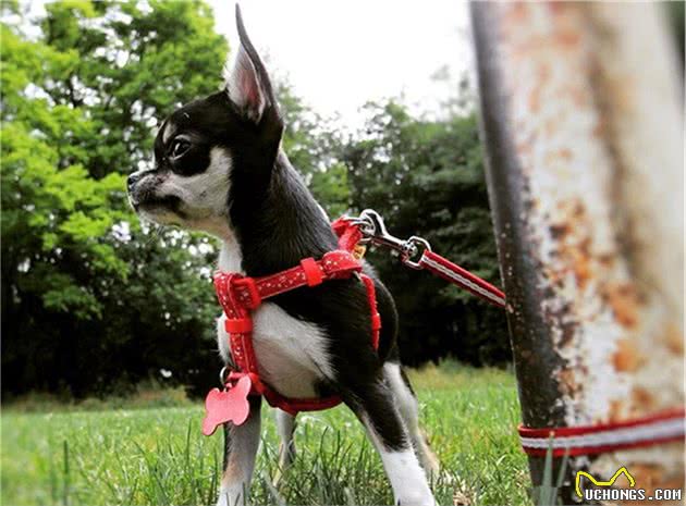 辟谣,狗狗舔爪不是在学猫咪洗脚,主人要小心狗子得了“脚气”