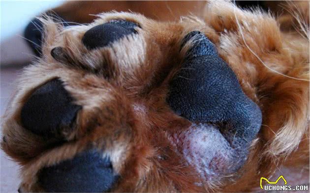 辟谣,狗狗舔爪不是在学猫咪洗脚,主人要小心狗子得了“脚气”