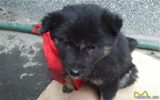 辟谣,狗狗舔爪不是在学猫咪洗脚,主人要小心狗子得了“脚气”