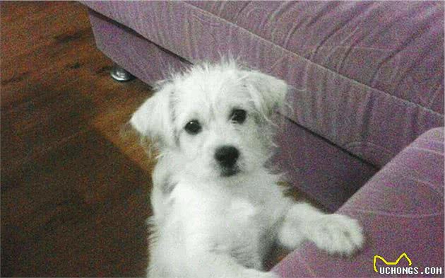 辟谣,狗狗舔爪不是在学猫咪洗脚,主人要小心狗子得了“脚气”