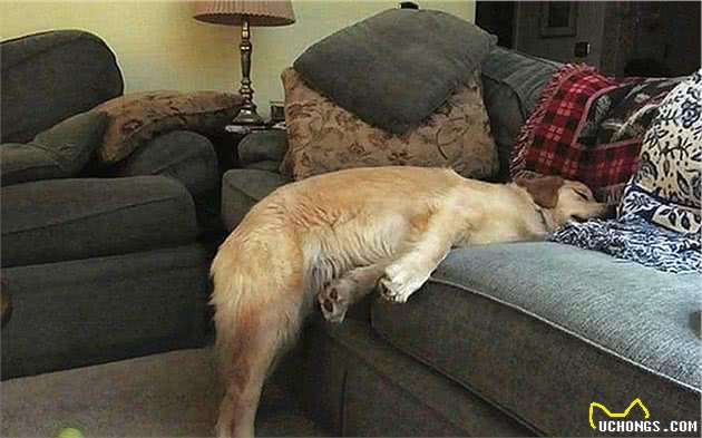 辟谣,狗狗舔爪不是在学猫咪洗脚,主人要小心狗子得了“脚气”