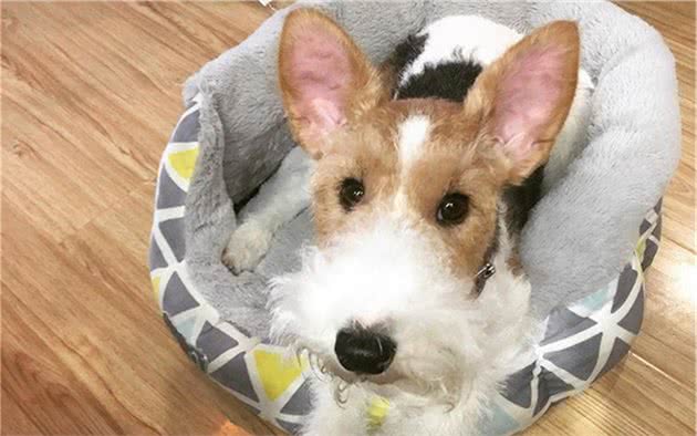 辟谣,狗狗舔爪不是在学猫咪洗脚,主人要小心狗子得了“脚气”